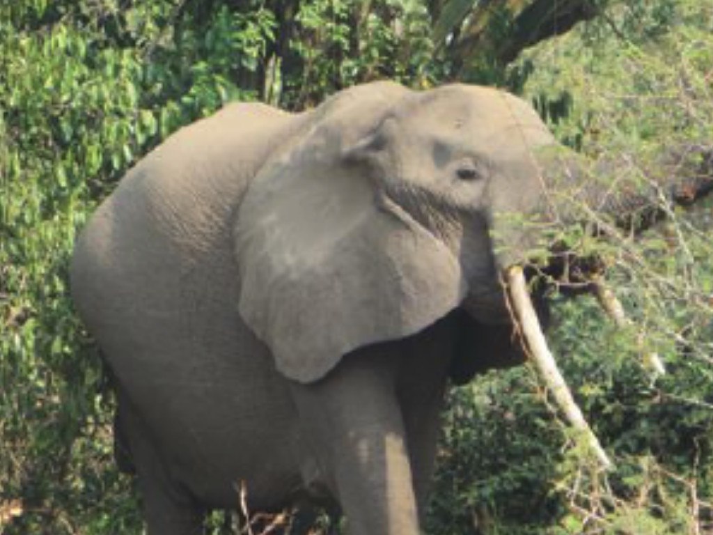 Elephants can cause problems at NOTDEC Uganda